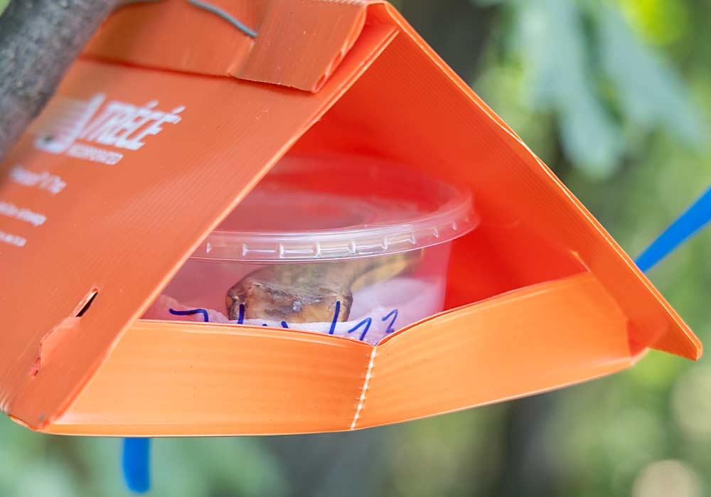 What is this banana doing in a Northwest Michigan cherry orchard? The trap, baited with a spotted wing drosophila-infested banana, is used to attract newly released samba wasps. Michigan State University researchers placed the trap last July and returned later to measure the wasp’s dispersal and survivability. (Matt Milkovich/Good Fruit Grower)