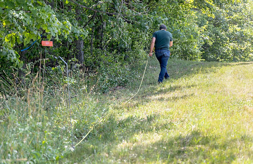 Andrew Jones measures the distance between traps placed on the edge of a woodlot beside the cherry orchard. Researchers think native habitat may help the samba wasp establish in and around commercial blocks. (Matt Milkovich/Good Fruit Grower)
