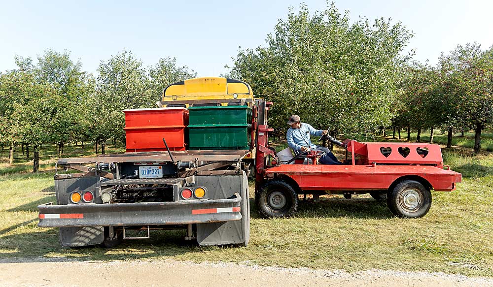 Cherry Ke buys old school buses and turns them into trucks, and the company builds its own forklifts and bin haulers — always looking for ways to adapt technology and save money, said grower Nels Veliquette. (Matt Milkovich/Good Fruit Grower)