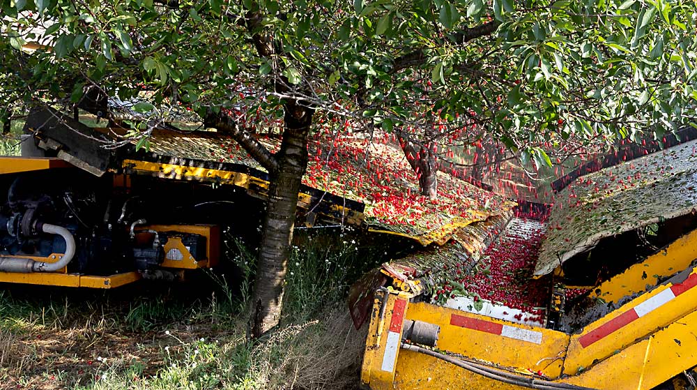A mechanical shaker harvests tart cherries at Cherry Ke in Kewadin, Michigan, in July. The Montmorency trees are on Mahaleb or Mazzard rootstock, spaced 15 feet within row and 20 feet between rows. (Matt Milkovich/Good Fruit Grower)