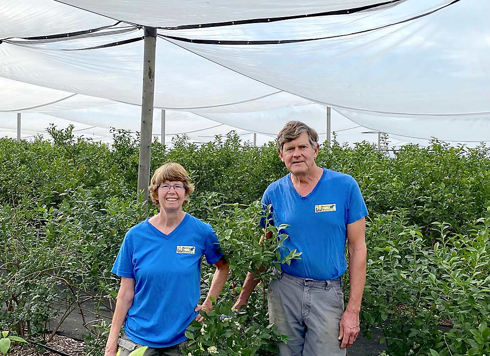 Dale-Ila Riggs and Don Miles grow half an acre of blueberries under exclusion netting in Stephentown, New York. The netting protects the berries from pests and weather, and customers like picking berries inside it, Riggs said. (Courtesy Dale-Ila Riggs)
