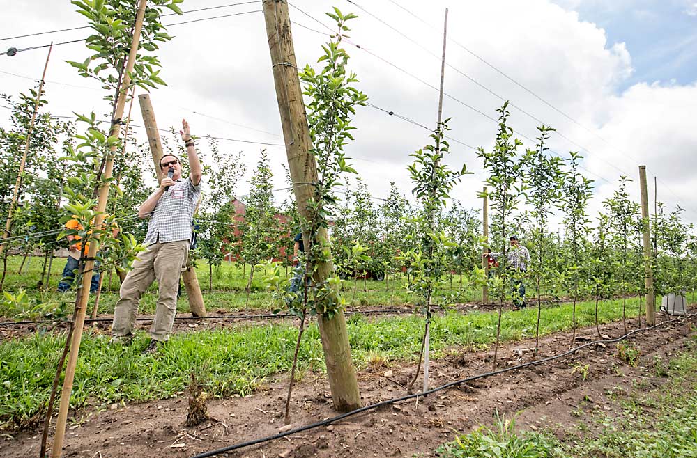 When this New York orchard was planted, the nursery trees delivered from Washington were nice and tall, but the long feathers didn’t fit with the 2D canopy grower Mark Russell wanted. He cut back the long branches and used Maxcel to encourage more small branches, as seen during Cornell Cooperative Extension’s summer field day in 2019. Because most nurseries don’t produce trees that fit these narrower systems, some New York growers have turned to producing their own. (TJ Mullinax/Good Fruit Grower)