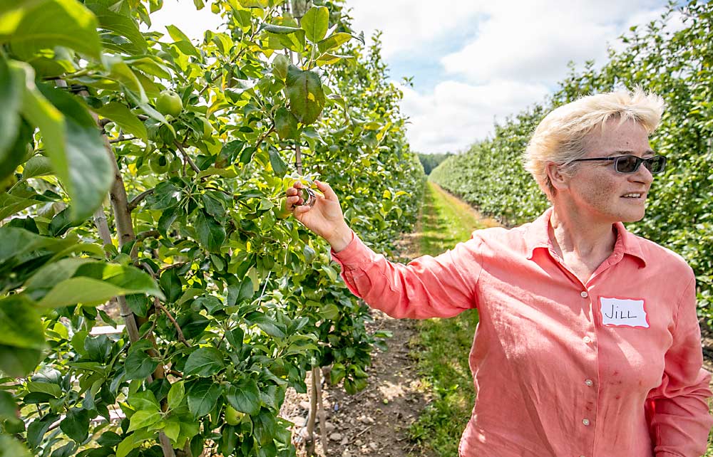 Grower Jill MacKenzie shares her strategies for making efficient work of precision crop load management, such as bud counting with a clicker. (TJ Mullinax/Good Fruit Grower)