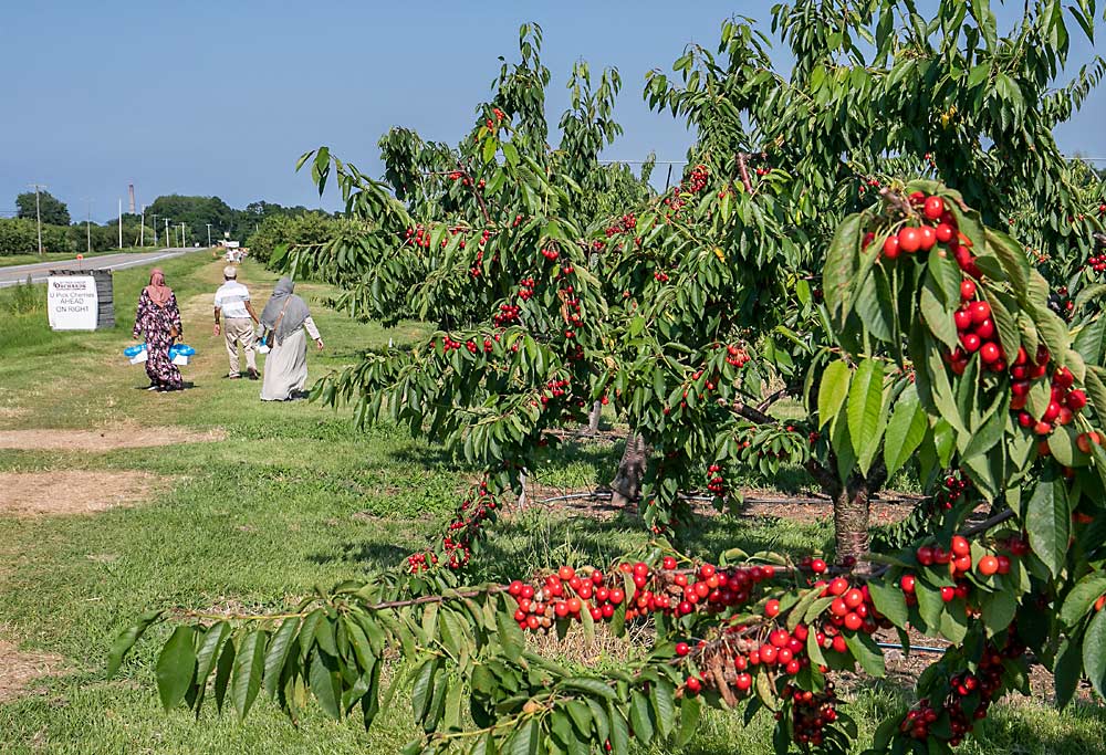 At Bittner-Singer Orchards in Niagara County, part of the state under quarantine for the European cherry fruit fly in 2019, customers pick their own sweet cherries, but only from one block. Part of the block in the foreground — a mix of varieties from a former trial — went unharvested because one European cherry fruit fly was caught in a trap, despite a heavy insecticide program, grower Jim Bittner said. (TJ Mullinax/Good Fruit Grower)