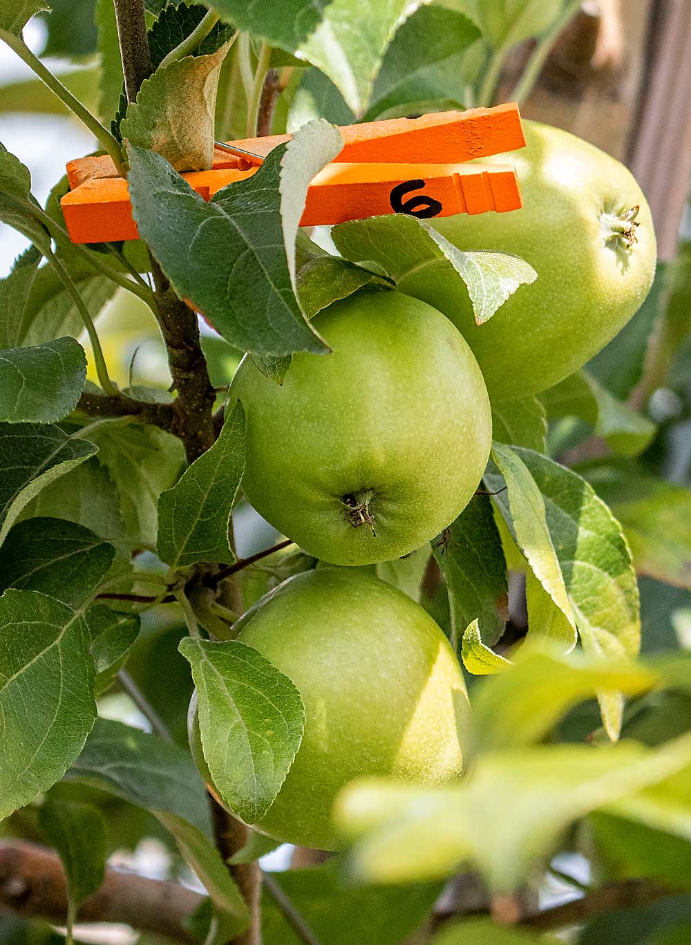 To make fruitlet growth data collection easier, grower Jill MacKenzie of Two of Clubs Orchard prefers to mark clusters with clothespins, spray-painted orange and numbered — one of many tips she shared with attendees of the 2019 Lake Ontario Fruit summer tour.  (TJ Mullinax/Good Fruit Grower)