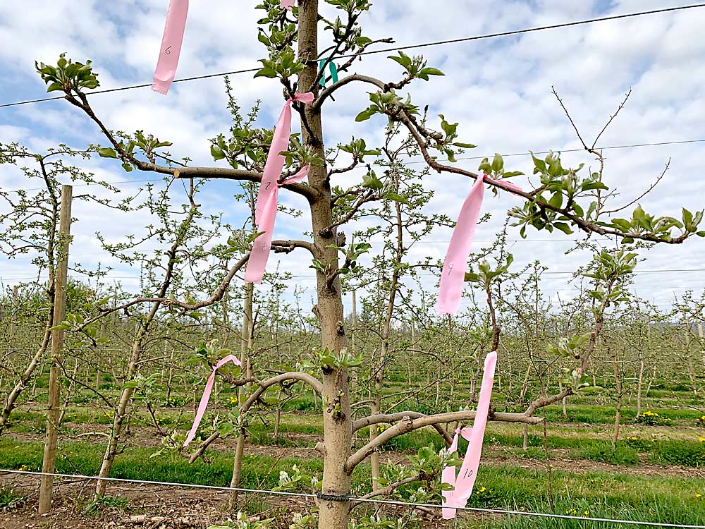 Cornell Cooperative Extension’s Michael Basedow used flagging tape to mark off blossom clusters on this Gala tree, in order to measure fruitlet growth following thinner applications to estimate how much fruit is remaining. This process followed use of the pollen tube growth model for bloom thinning. (Courtesy MIchael Basedow/Cornell Cooperative Extension)