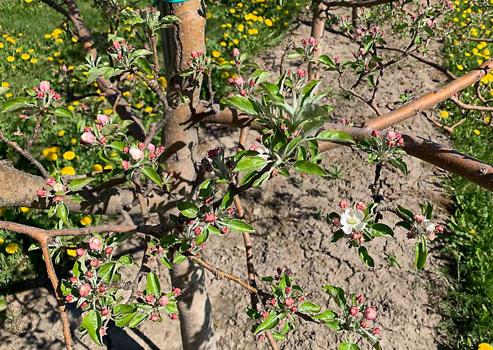 King blooms opening up on a Honeycrisp tree. The pollen tube growth model’s clock starts when the number of open king blooms equals the target crop load. (Courtesy MIchael Basedow/Cornell Cooperative Extension)