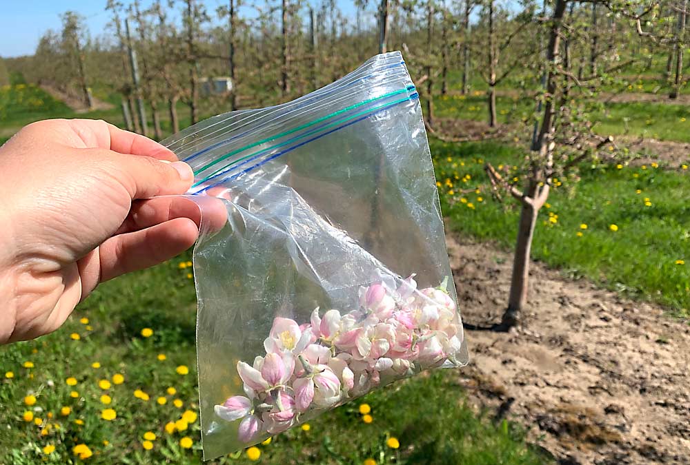 Cornell’s Michael Basedow holds a bag of apple blossoms he collected to measure style lengths. Style measurements are one of the variables he enters into the pollen tube growth model. (Courtesy MIchael Basedow/Cornell Cooperative Extension)