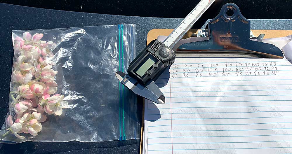 A bag of apple blossoms alongside Basedow’s calipers and data sheet, which he uses to record style lengths. (Courtesy MIchael Basedow/Cornell Cooperative Extension)