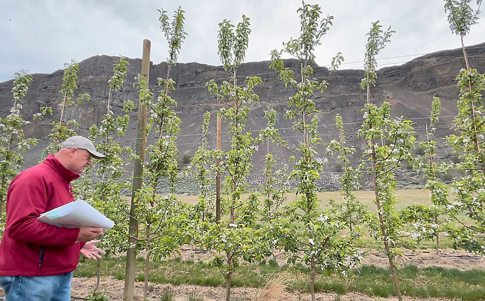 Washington State University physiologist Stefano Musacchi talks about a precommercial rootstock from New Zealand, planted with Gala in 2019, that’s part of the latest NC-140 trial at a dozen sites around the U.S., including at WSU’s Sunrise Research Orchard near Wenatchee. (TJ Mullinax/Good Fruit Grower)