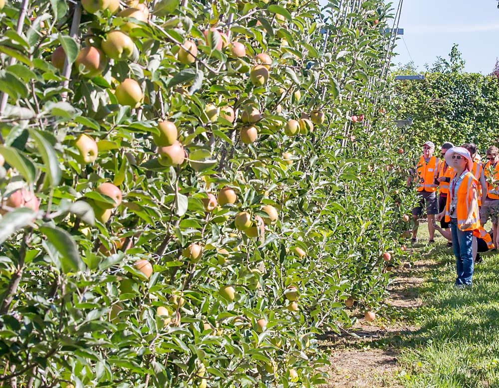 The multileader system is inspired by a very narrow fruiting wall system developed in New Zealand. Here, New York grower Jennifer Crist looks closely at one of Stuart Tustin’s narrow canopy apple trellises in the Hawke’s Bay, New Zealand, area during the 2018 International Fruit Tree Association Summer Study Tour. (TJ Mullinax/Good Fruit Grower)