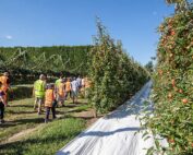 The 2018 International Fruit Tree Association New Zealand Study Tour on Feb. 24 at Waima Orchard in Hawke’s Bay was a highlight for many attendees because it provided deep agricultural learning about growing New Zealand’s national fruit, kiwifruit, on the left, alongside new apple plantings. (TJ Mullinax/Good Fruit Grower)