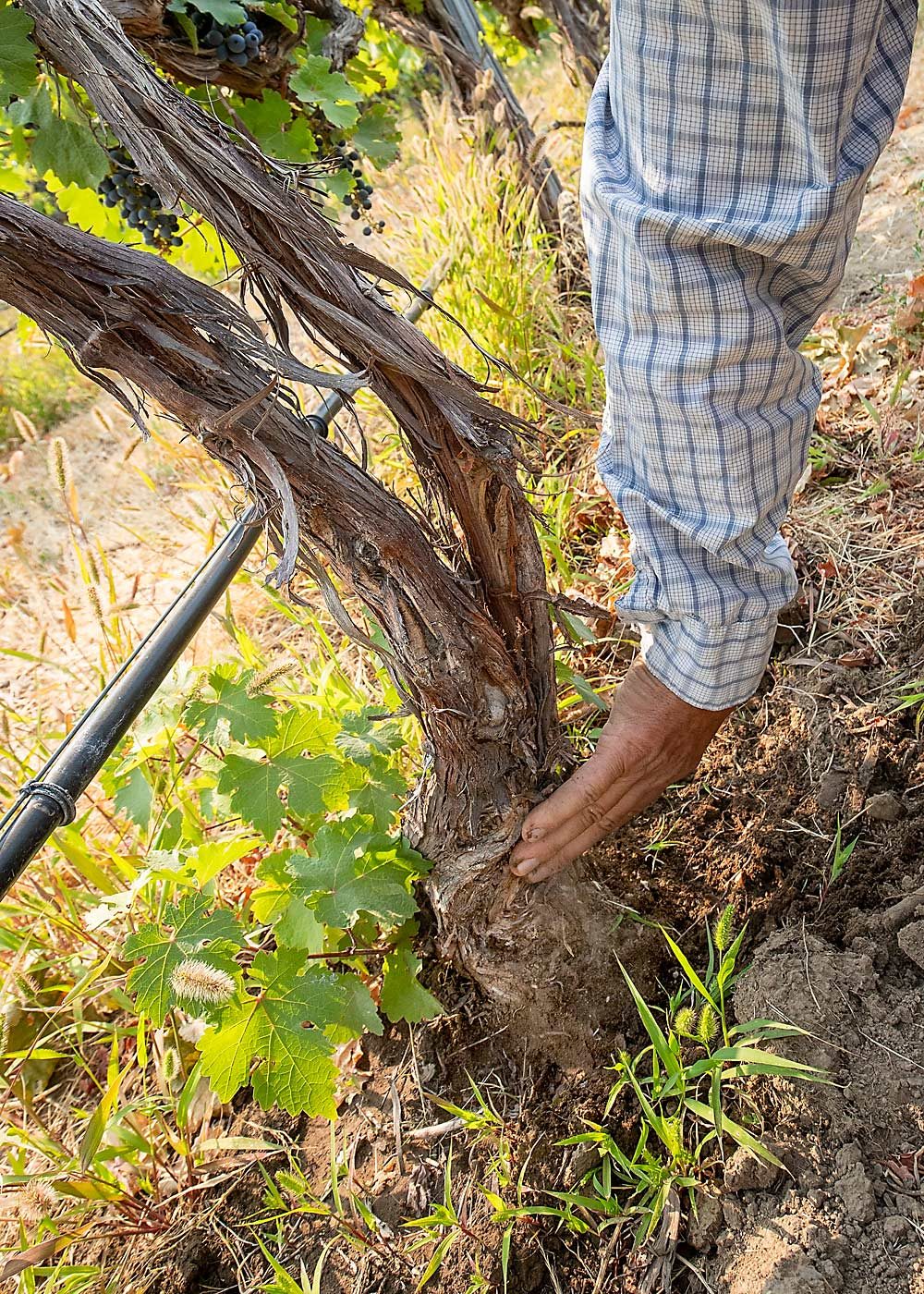 “These love to root-graft,” Chris Banek said. The most important thing there, he said, is the height when you plant it — low enough that they can hill up to protect the young scion from cold damage, but not so low that they are constantly fighting root grafting. (TJ Mullinax/Good Fruit Grower)