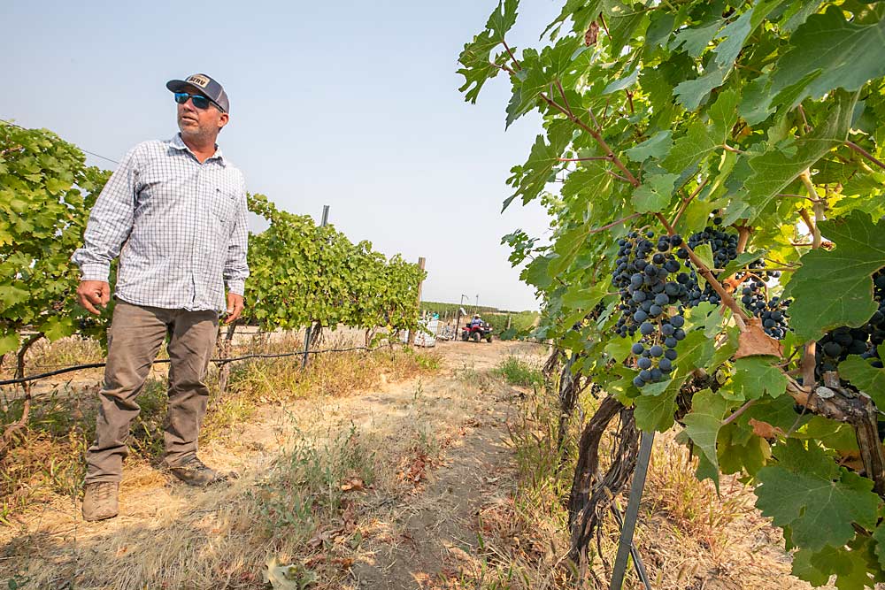 Chris Banek discusses fine-tuning the management of Cabernet Sauvignon on 3309C rootstock at Octave Vineyard south of Walla Walla just over the border in Oregon in September. The 3309C grape rootstock is cold-hardy and phylloxera-resistant. (TJ Mullinax/Good Fruit Grower)