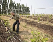Mike Omeg spent two years planning this 25-acre trellis system. He doesn’t expect to recoup his costs for at least five more years. (TJ Mullinax/Good Fruit Grower)