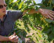 Mike Omeg shows how some of his cherry trees had rebounded by summer 2016 after receiving soil amendments, boosting root growth and improving overall tree health. (TJ Mullinax/Good Fruit Grower)