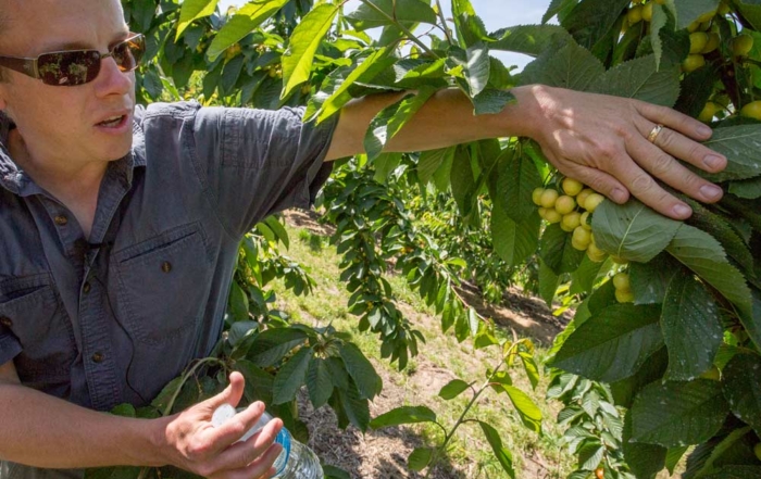 Mike Omeg shows how some of his cherry trees had rebounded by summer 2016 after receiving soil amendments, boosting root growth and improving overall tree health. (TJ Mullinax/Good Fruit Grower)