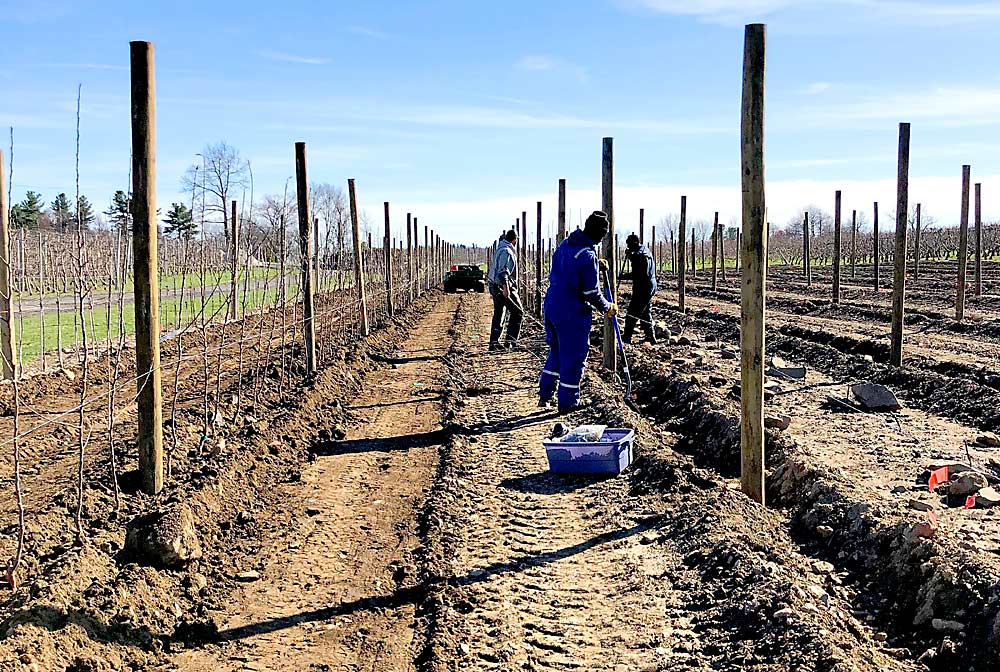 A block of Ambrosia on Geneva 41 during planting in 2019. G.41 gives smaller-fruited varieties such as Ambrosia and Gala “fantastic size,” but it might be too strong for a biennial bearer like Aztec Fuji, Tougas said. (Courtesy Andre Tougas)