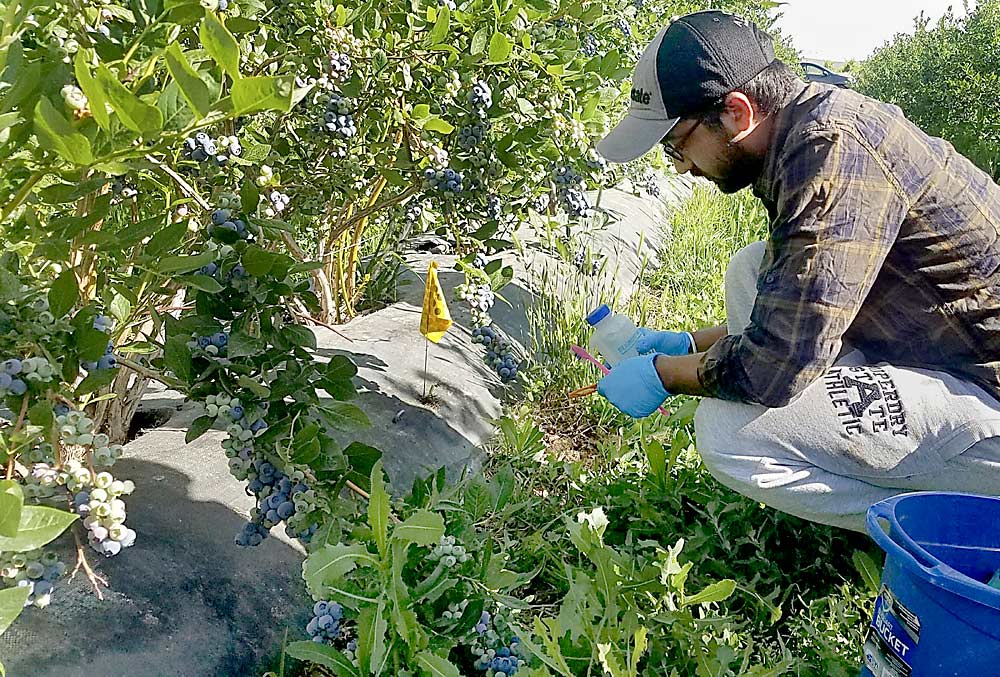 Washington State University graduate student Amit Bhasin installs soil probes in a blueberry field near Prosser as part of an Eastern Washington organic nutrition research project. Researchers exchanged the probes every two weeks to measure nitrate and ammonium-nitrogen release in soils. (Courtesy Lisa DeVetter/Washington State University)