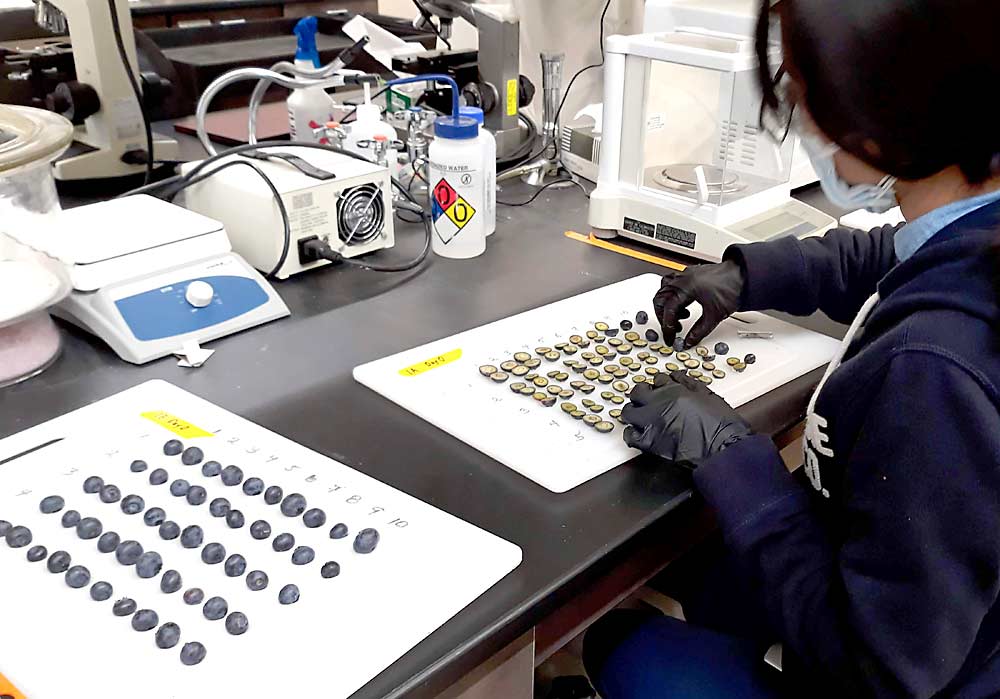 Qianwen Lu, a doctoral student, lines up blueberries to measure firmness at WSU’s Northwestern Washington Research and Extension Center in Mount Vernon. She also slices blueberries for bruising analysis, though that data was not part of the nutrition studies. (Courtesy Lisa DeVetter/Washington State University)