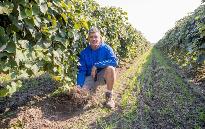 Carl Killian discusses on Friday, Sept. 14, 2018, his decision to transition to organic at his Sunnyside, Washington, Concord and Niagra vineyards. (Ross Courtney/Good Fruit Grower)