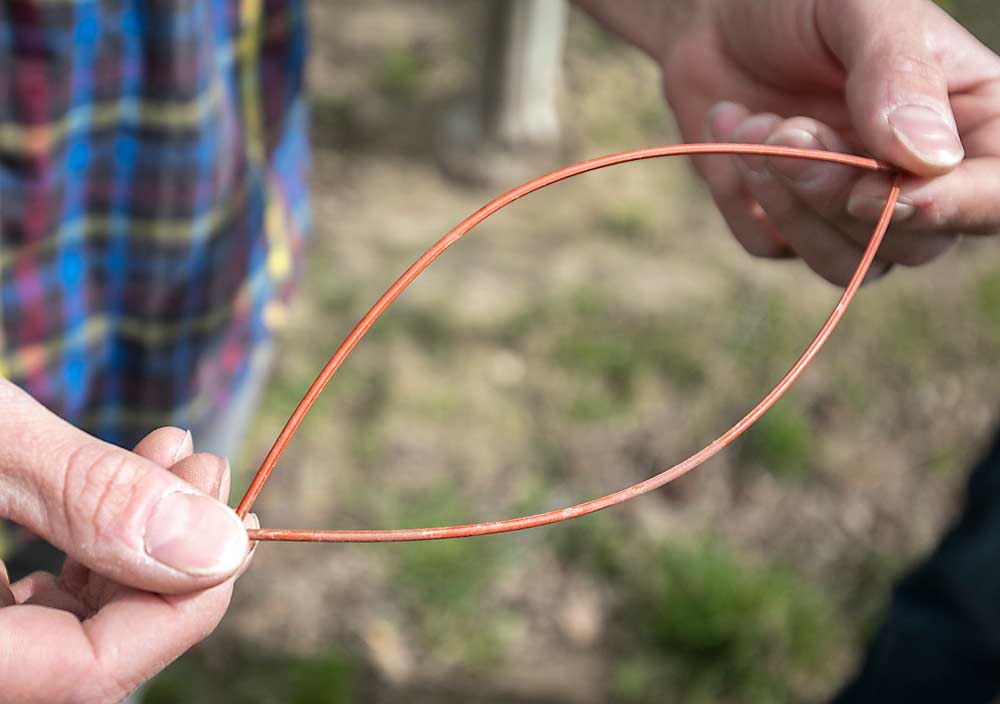 Using pheromone dispensers, like the one seen here, to disrupt codling moth mating is one of many integrated pest management tactics used by fruit growers, said Julianna Wilson of Michigan State University. (TJ Mullinax/Good Fruit Grower)