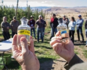 An attendee at a Washington State University orchard floor management workshop, held at the university’s Sunrise Orchard near Quincy, Washington, last fall, examines vials of particulate organic matter, one type of active organic matter. (Shannon Dininny/Good Fruit Grower)