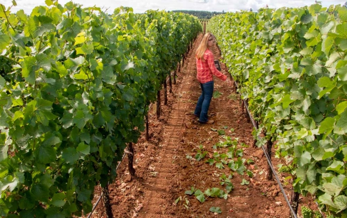 Oregon State University researcher Patty Skinkis evaluates the crop load in a Pinot Noir block near Salem, Oregon in August. Skinkis is in year seven of a 10-year project to determine whether Oregon growers of Pinot Noir — and possibly other varieties — can increase yields without diminishing grape and wine quality. (Good Fruit Grower/Shannon Dininny)