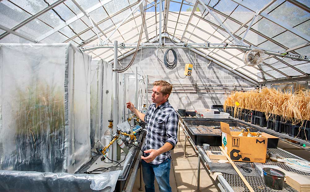 In another experiment to track the influence of smoke on grape chemistry, Cerrato is growing barley in gas chambers using a carbon isotope, C-13, instead of regular air. The C-13 is incorporated into the barley, which he then dries, at right, and burns in the presence of grapes. Once wine is made with those smoked grapes, he can analyze the wine chemistry for the presence of C-13, which functions to tag any chemical that got into the grapes through smoke. (TJ Mullinax/Good Fruit Grower)