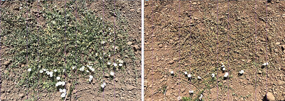 The electric current is carried into the roots, Moretti said, so that the damage to perennial weeds can become apparent over several days after treatment. In the above photo, the bindweed was just hit with the current, and below is the same weed five days later. (Left: TJ Mullinax/Good Fruit Grower. Right: Courtesy David King/Oregon State University)