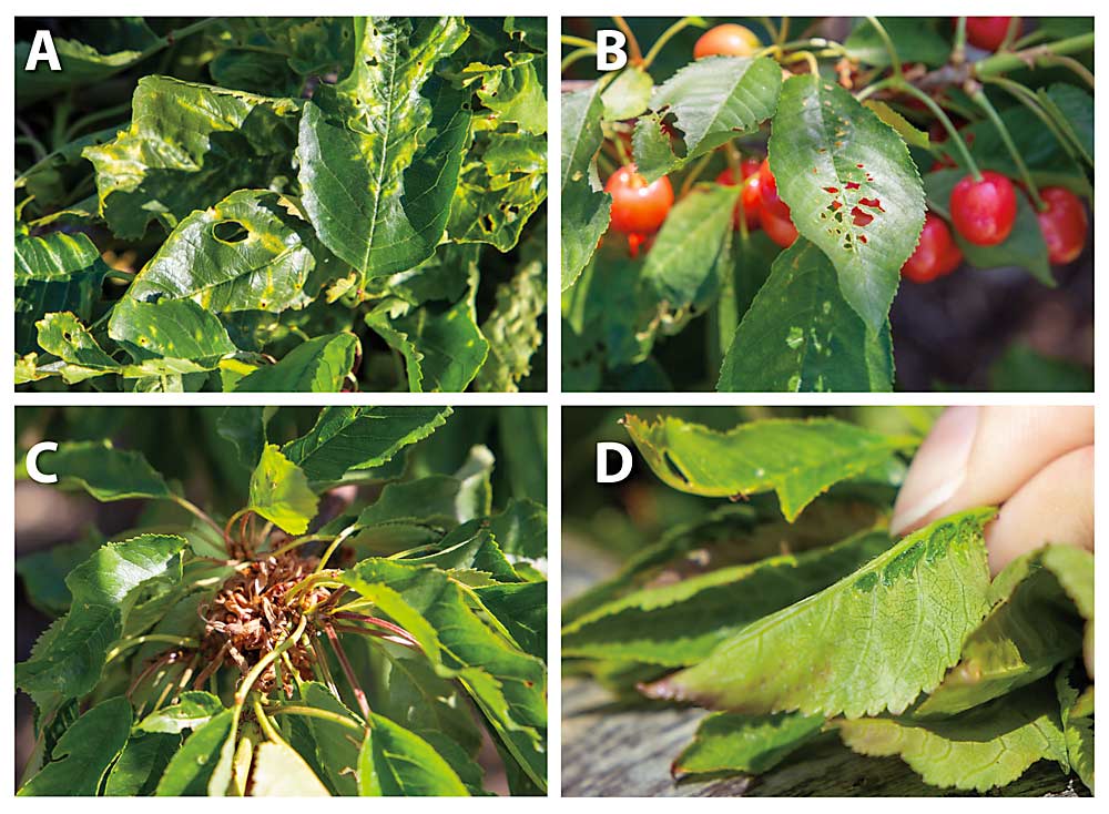 Ashley Thompson of Oregon State University Extension has been informing area growers to be on the lookout for symptoms of viral disease. A: Cherry mottle leaf virus causes yellow mottling on leaves that can lead to holes, as with this lab-confirmed sample. B: Thompson suspects Prunus necrotic ringspot, a pollen-borne virus, has likely infected this cherry tree, though she had not confirmed it with lab testing. C: A rosette, small leaves growing in a tight cluster, and patches of small, dead leaves can mean tomato ringspot virus in cherries, confirmed on this tree. D: Enations — darkened, scaly splotches along the spine of a leaf underside — also can indicate tomato ringspot virus in cherries, confirmed here. Thompson recommends first searching for enations on leaves that grow straight from the trunk or thick leaders. (Photos by Ross Courtney/Good Fruit Grower)