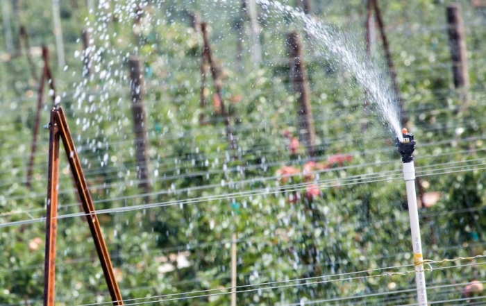 Gala apples are sprayed with overhead sprinklers near Prosser, Washington, in the heat of the summer. (TJ Mullinax/Good Fruit Grower)
