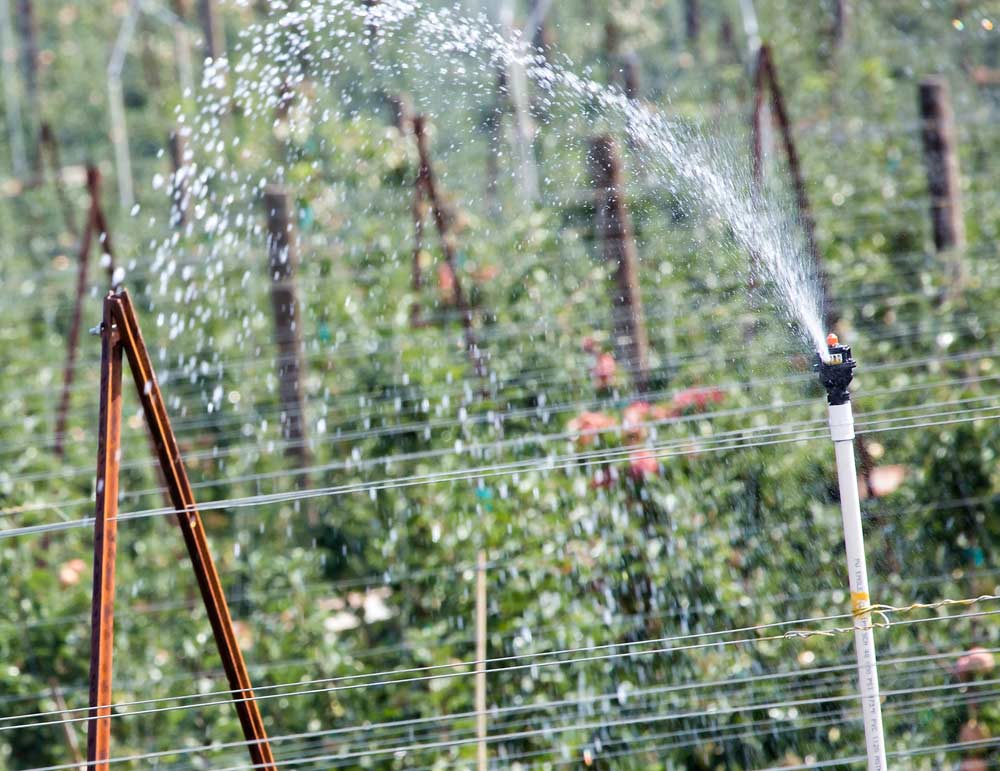 Gala apples are sprayed with overhead sprinklers near Prosser, Washington, in the heat of the summer. (TJ Mullinax/Good Fruit Grower)