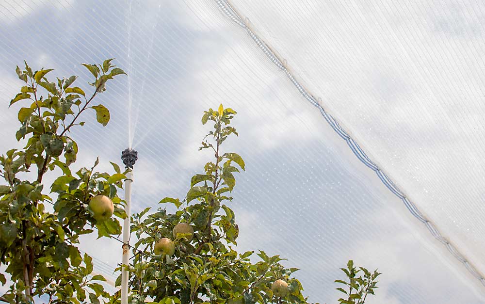 Overhead cooling and shade netting both protect this Quincy, Washington-area apple block from heat stress in July. The extreme heat experienced in the region in early summer has put a spotlight on the performance of protective measures. (TJ Mullinax/Good Fruit Grower)