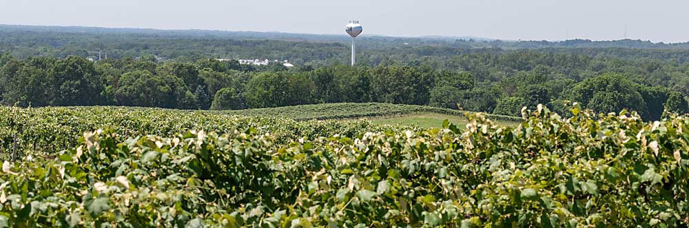 A view of vineyards and a Lawton, Michigan, water tower from an Oxley Farms hilltop. The Oxleys grow juice and wine grapes, tart cherries and row crops. Their region of Southwest Michigan is known for its diversity of fruit crops. (TJ Mullinax/Good Fruit Grower)