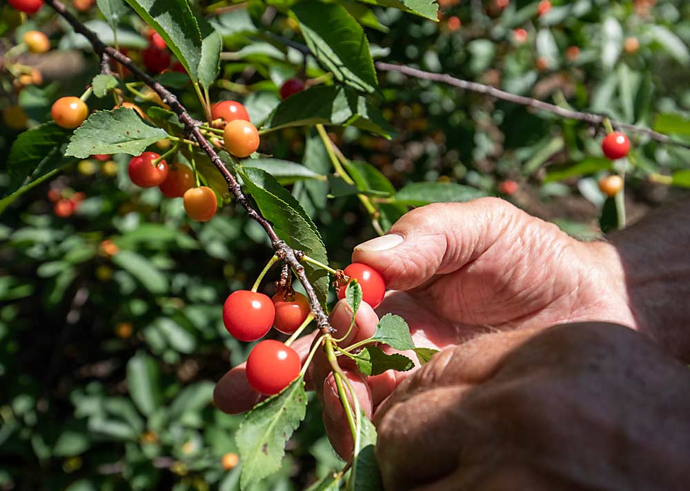 Ed Oxley examines Montmorency cherries in June 2022, a couple of weeks before harvest. (TJ Mullinax/Good Fruit Grower)