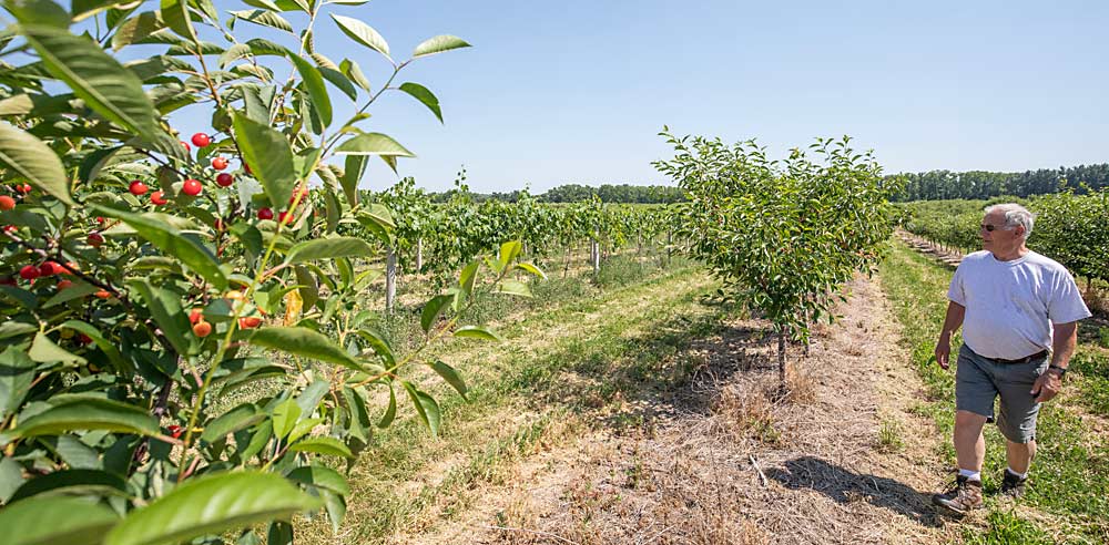 Ed Oxley walks through a young tart cherry block. The Oxleys harvest young Montmorency on Mahaleb trees with a specially designed over-the-row harvester then switch to standard trunk shaking when the trees grow too big. (TJ Mullinax/Good Fruit Grower)