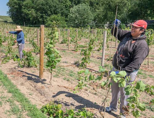 Michigan vineyards moving toward mechanization