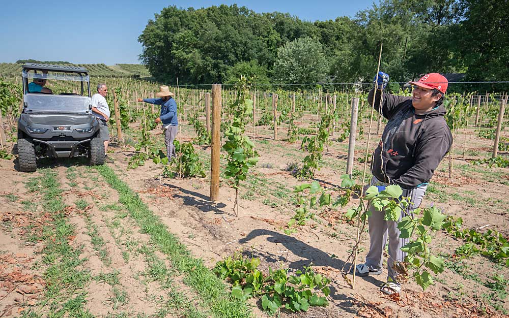 Vineyard workers tie grapevines to trellises at Oxley Farms in Southwest Michigan in June 2022. The Oxley family still hires local workers, but, anticipating labor shortages, they only plant varieties they know can be machine harvested. (TJ Mullinax/Good Fruit Grower)