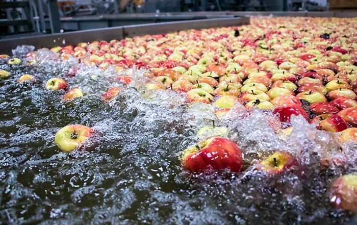 Apples, moving right to left, twist and tumble over rapids caused by air bubbles at the Kershaw Fruit and Cold Storage facility in March 2018. The bubbles, a food safety tool, force the fruit to turn, exposing the calyxes and stems to the sanitation fluid. (Ross Courtney/Good Fruit Grower)