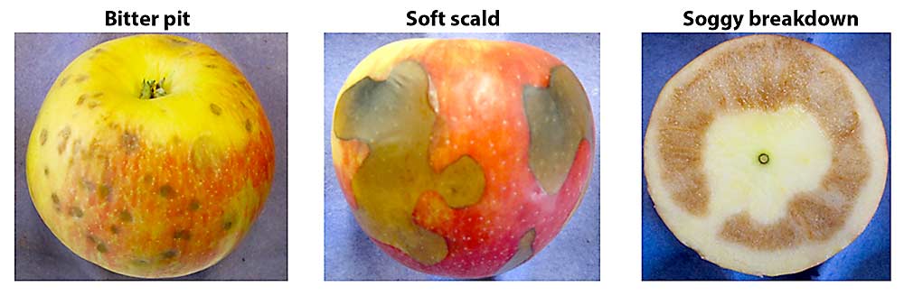 The tricky balance of storing Honeycrisp. After harvest, the profitable variety is typically kept at 50 degrees Fahrenheit for a week before storing it at 38 degrees, to reduce the risk of soft scald and soggy breakdown, but keeping it at 50 degrees can exacerbate bitter pit development. (Courtesy Yosef Al Shoffe/Cornell University)