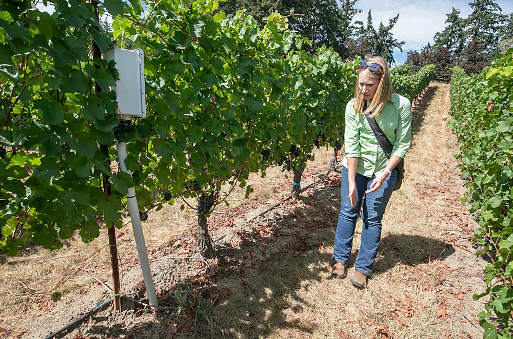 By pairing soil sensors under the vine row and in the row middles, Skinkis can see where the vine roots are pulling water from and how tilling the cover crop impacts soil water availability. (TJ Mullinax/Good Fruit Grower)