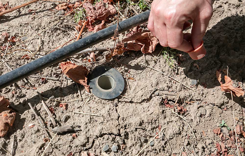 Skinkis shows a tube for a soil moisture probe, installed in the vine row in glacier-deposited Woodburn-Willamette soil. (TJ Mullinax/Good Fruit Grower)