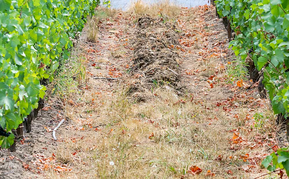 Growers often respond to soil water stress by tilling under cover crops to reduce competition, but Skinkis’ data shows that the shallow-rooted cover crops in the row middles are not usually competing with the deeper vine roots. (TJ Mullinax/Good Fruit Grower)