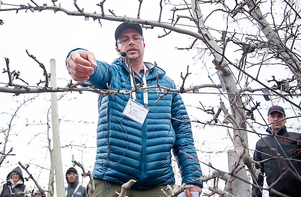 Paul Cathcart of Chiawana Orchards counts fruiting sites at an orchard stop on the International Fruit Tree Association tour near Tieton, Washington, in February. He wants about 12 fruiting sites — a viable bud with enough space to support an apple — for each wire, spaced between leaders, to simplify pruning and thinning instructions for his crews. (Ross Courtney/Good Fruit Grower)