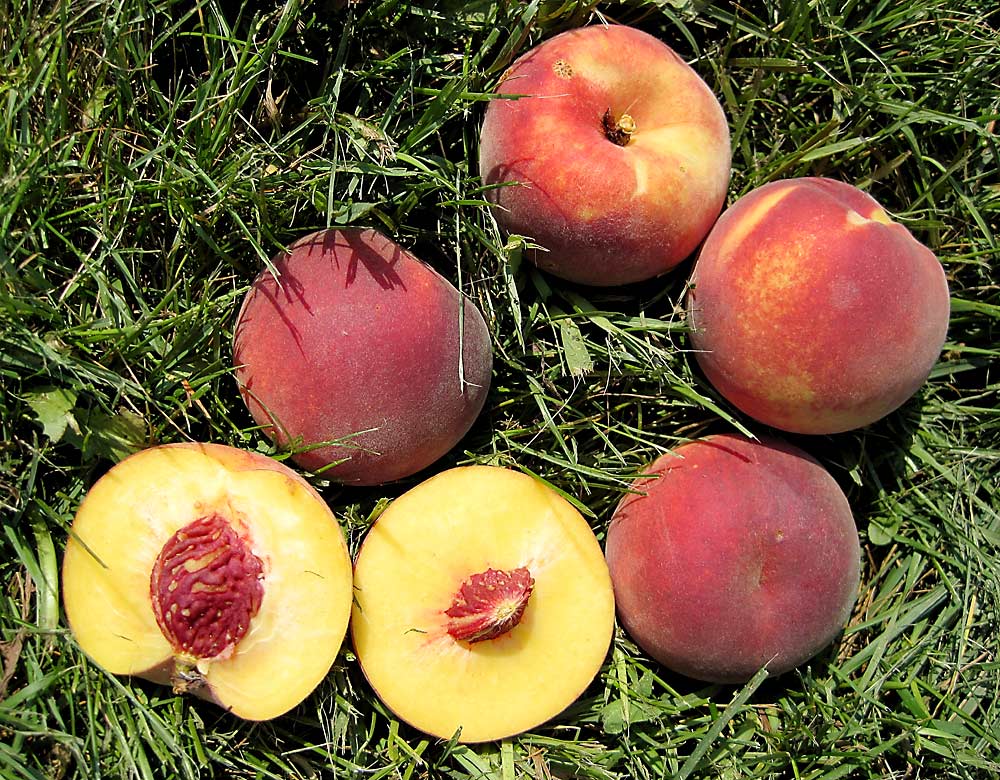 Elite varieties from Michigan State University’s peach breeding program, seen here, will be tested by growers to see how well they grow in different locations on different rootstocks. (Courtesy Bill Shane/Michigan State University)