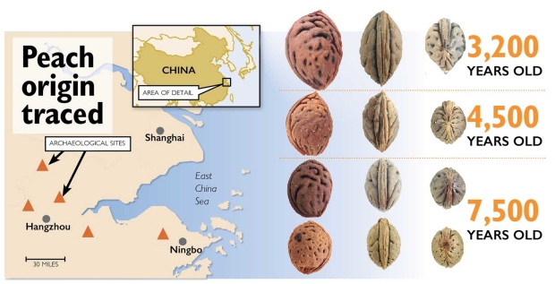 Left, Ancient peach pits were discovered at several archaeological sites in the in lower Yangtze River Valley in southern China. Right, These well-preserved peach stones, from archaeological sites in Zhejiang Province, illustrate the increase in size and change in shape over the years. (Source: Dr. Gary Crawford, University of Toronto Mississauga)