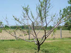 This 5-year-old Red Haven is on its last legs after two consecutive hard Michigan winters. It failed to bloom last year, and this year leafing is sparse, many twigs are dead, and there’s now little shoot growth. ( Richard Lehnert/Good Fruit Grower)