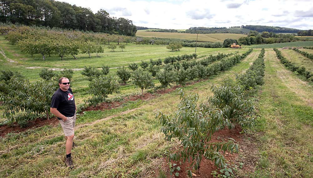 Grower Brian Davis in his young peach block in York Springs, Pennsylvania, in September. His goal is to maximize the fruiting area without having to use ladders or do a lot of pruning. This is the first year he expects a significant volume of fruit from the planting. (TJ Mullinax/Good Fruit Grower)