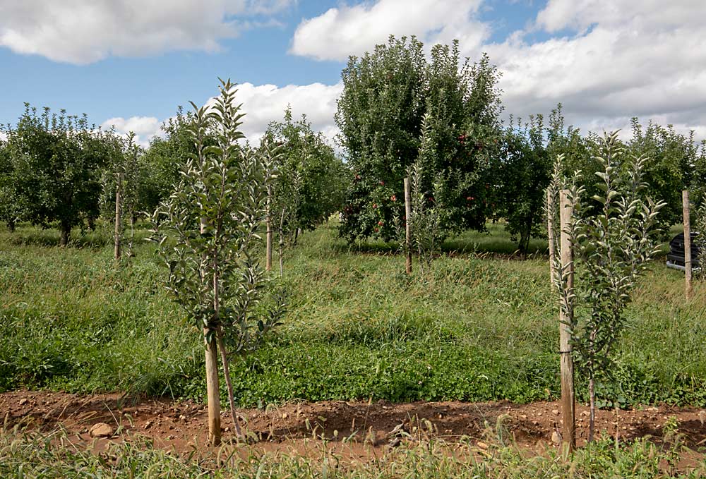 Ambrosia trees at Hilltop Farm Market in York Springs, Pennsylvania. Grower Brian Davis planted an acre of Ambrosia on G.11 at 5 feet by 16 feet, a looser spacing than other growers in the region. (TJ Mullinax/Good Fruit Grower)